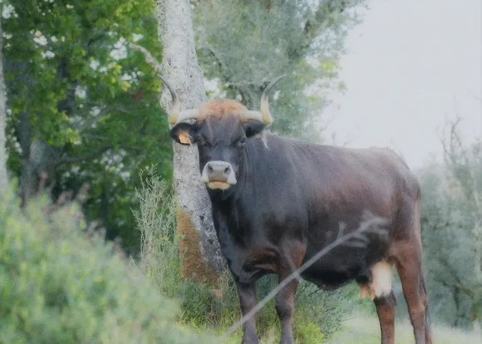 Casa Do Esquilo Cabeceiras de Basto