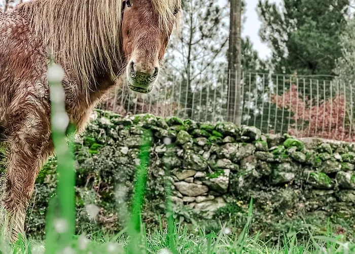 Casa Do Esquilo קאבקסיירס דה באסטו